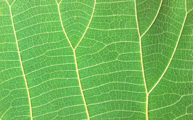 the green leaf is macro