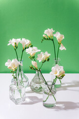 Freesia white flowers in glass vases on white table against green wall background. Selective focus