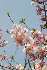 サクラ　アーコレード　	
Cerasus ‘Accolade’