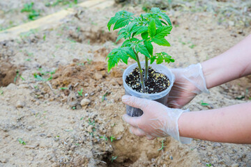 Tomato seedlings being planted in the ground.