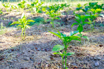In the ground, seedlings of sweet bell pepper are planted.