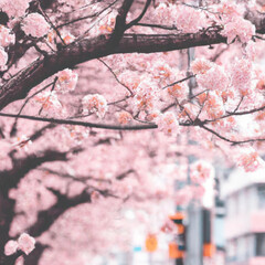 pink cherry blossoms downtown - Generative AI