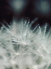 fluffy wet dandelion close-up, water drop necklaces, white dandelion with drops on natural gray background, defocus light, bokeh