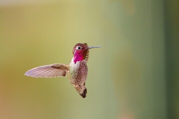 Fototapeta na wymiar A male Anna's Hummingbird (Calypte anna) hovering mid air, Arizona.