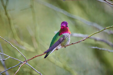 Male Anna's Hummingbird (Calypte anna) Sitting on a Branch showing Gorget.