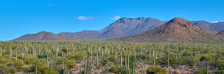 Panoramic view of Saguaro Cactues growing in a valley at Saguaro National Park, Tucson Arizona.