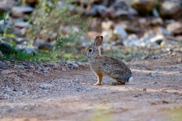 A desert cottontail rabbit, Sylvilagus audubonii, in the Sonoran Desert. Tucson, Arizona, USA.