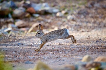 A desert cottontail rabbit, Sylvilagus audubonii, running through the Sonoran Desert. Tucson, Arizona, USA.