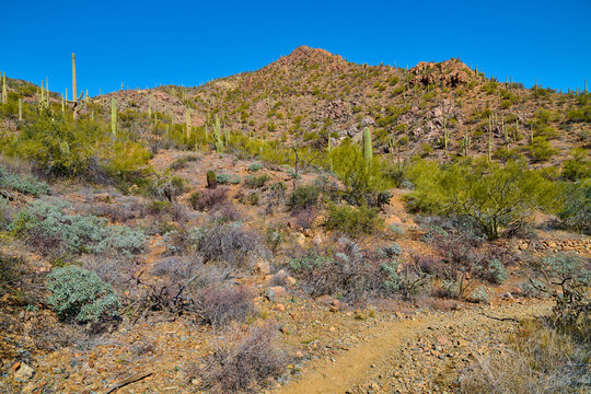 Views of Saguaro Cactuses along Gould Mine Trail in Saguaro National Park, Tucson Arizona.