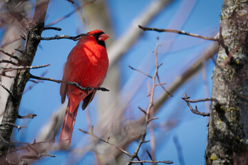 Spring Singer