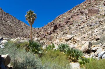 palm tree , scrub brush and rocky hills in Anza-Borrego Desert State Park
