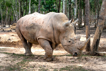 Group of Rhino living in Phu Quoc Safari zoo in Vietnam