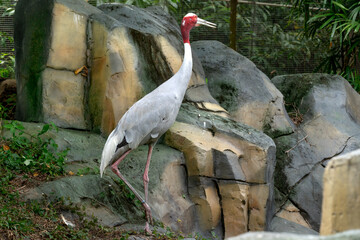 Red-crowned crane in the zoo in Phu Quoc, Vietnam