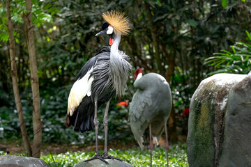 Fototapeta premium Red-crowned crane in the zoo in Phu Quoc, Vietnam