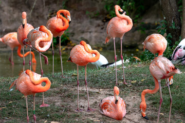 The flamingos in safari park of Phu Quoc island, Kien Giang province, Vietnam