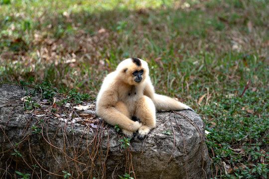Monkey squirrels in the Vinpearl Safari zoo park on Phu Quoc Island, Kien Giang Province, Vietnam