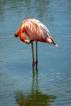 The flamingos in safari park of Phu Quoc island, Kien Giang province, Vietnam