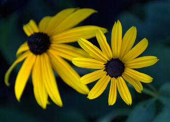 yellow daisy flower