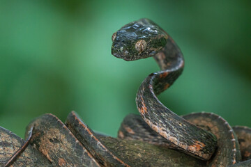 Bengkulu cat snake Boiga bengkuluensis endemic to bengkulu province indonesia on defensive position with bokeh background 