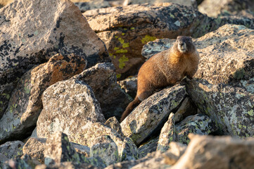 Marmot Perched On Pile of Rocks