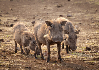 Warthogs, curious and hairy, and strangely cute