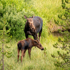 Moose Calf and Mother Graze in Green Field in early morning