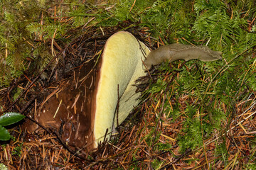 Banana slug eating a mushroom