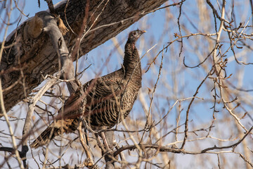 Turkey in a tree