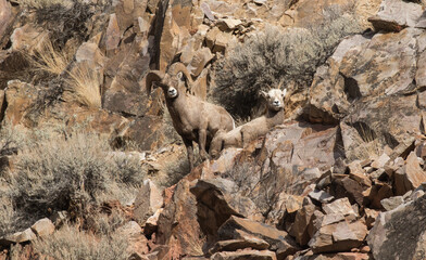Big horn sheep on a cliff