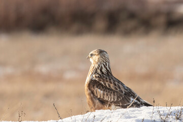 Rough-legged hawk in the snow
