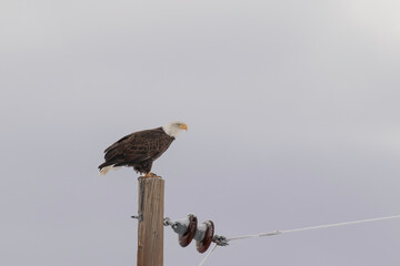 Bald eagle on a power pole