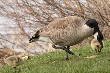 Naklejka na ściany i meble Canada Goose Parent with Goslings
