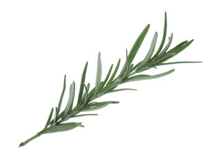 Fresh green rosemary isolated on white. Aromatic herb