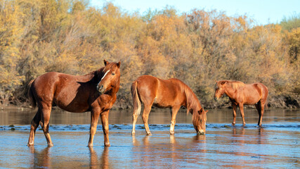 Dark and light bay stallions in the Salt Creek river near Mesa Arizona United States