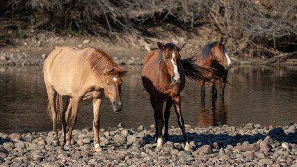 Sunlight on dun mare shaking her mane next to bay stallion wild horses on the gravel banks of the Salt River near Mesa Arizona United States