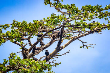Fernando de Noronha Island - Pernambuco state, Brazil - March 2023