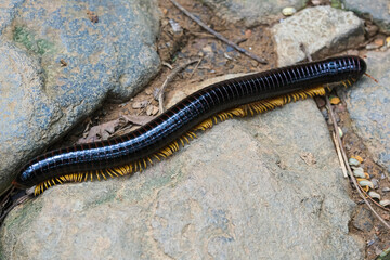 millipede or ulat kaki seribu
