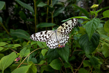 蝶  ,オオゴマダラ,「南国の貴婦人」
