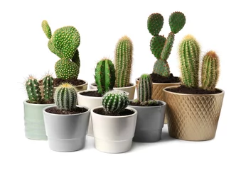 Fotobehang Cactus in pot Many different cacti in pots on white background