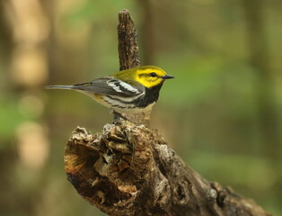 Black-throated Green Warbler on a Snag