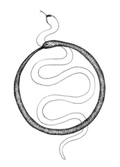Ink Snake Couple Circle love hand drawing on white background 