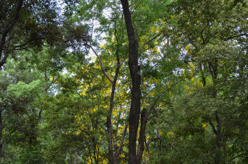 Fototapeta premium Sandalwood forest at Marayoor, near Munnar, Kerala, India