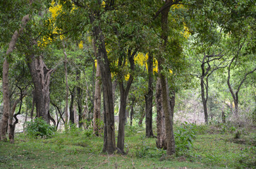 Sandalwood forest at Marayoor, near Munnar, Kerala, India