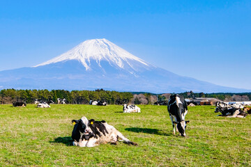 牧場の牛と富士山