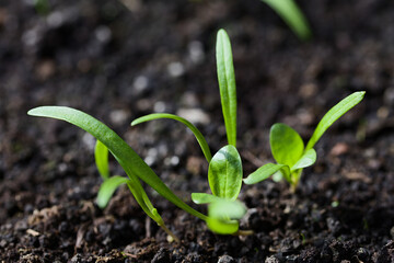 Young spinach seedlings or sprouts in black soil (Selective Focus, Focus on the upper part of the round leaf in the middle of the image)