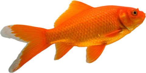 View from the side of a goldfish in water