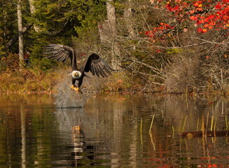 bald eagle pulling fish from water