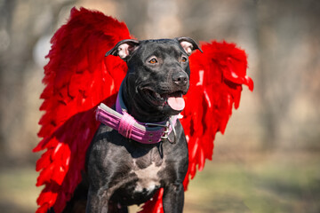 Portrait of a funny american pit bull terrier wearing a cute pink collar who sits obediently with red angel wings behind his back and smiles while walking in the park, front view, blurred background