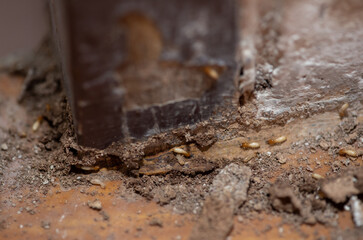 Close up of Termites Eating wood, (Termite damage house)