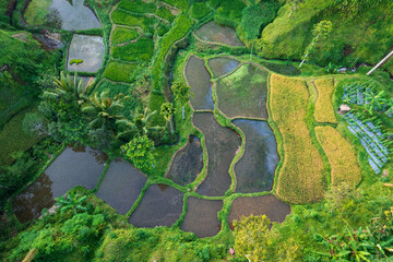 East Lombok regency rice fields aerial view